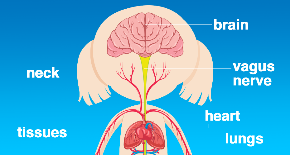 breathing_diagram